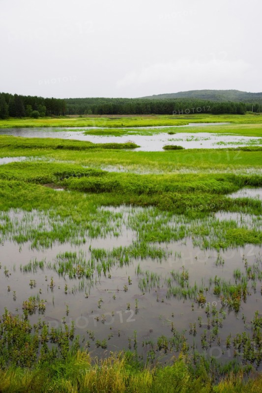 Bashang grassland in Inner Mongolia