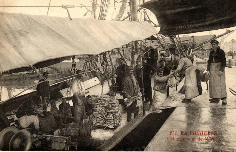 Fishermne of the port of  La Rochelle