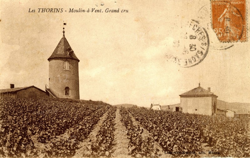 Moulin à vent et vignes
Thorins