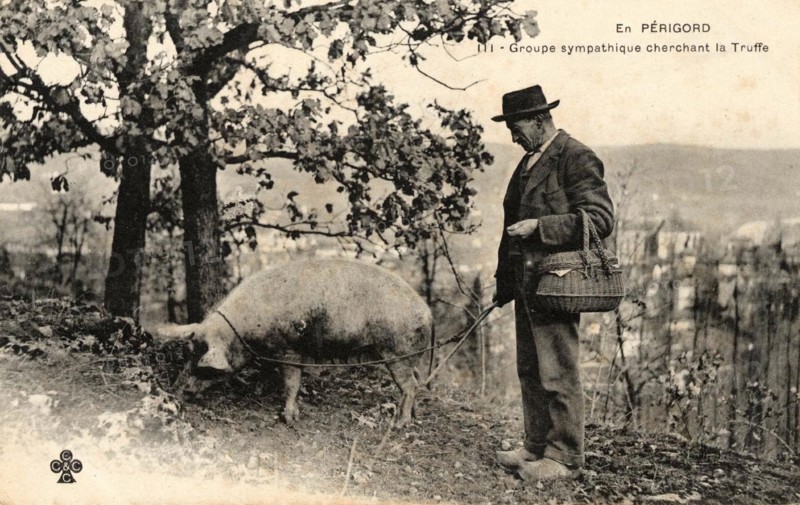 LES TRUFFES DU PERIGORD