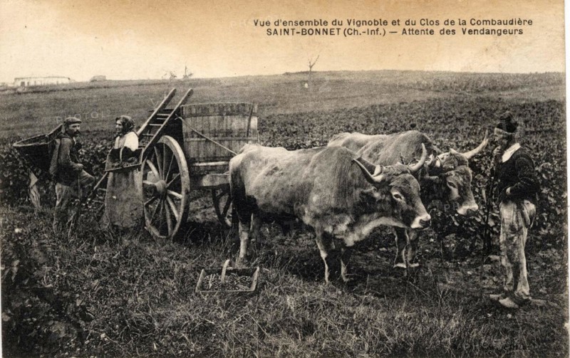 SAINT-BONNET-SUR-GIRONDE*