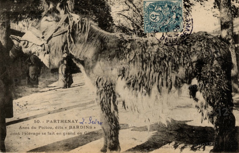 ANIMALS - DONKEY