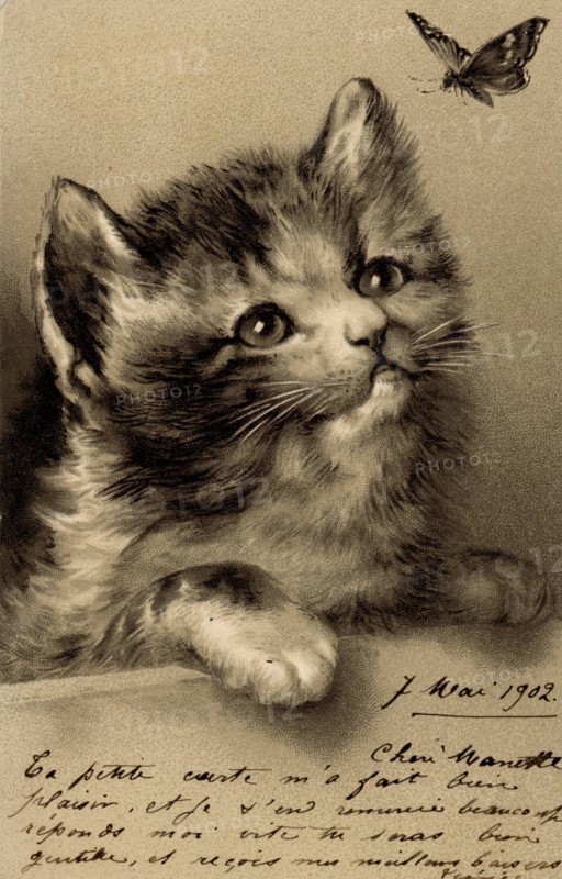 ANIMAUX-CHATS