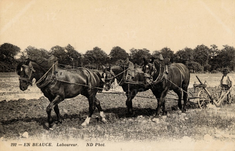 ANIMAL-HORSES
