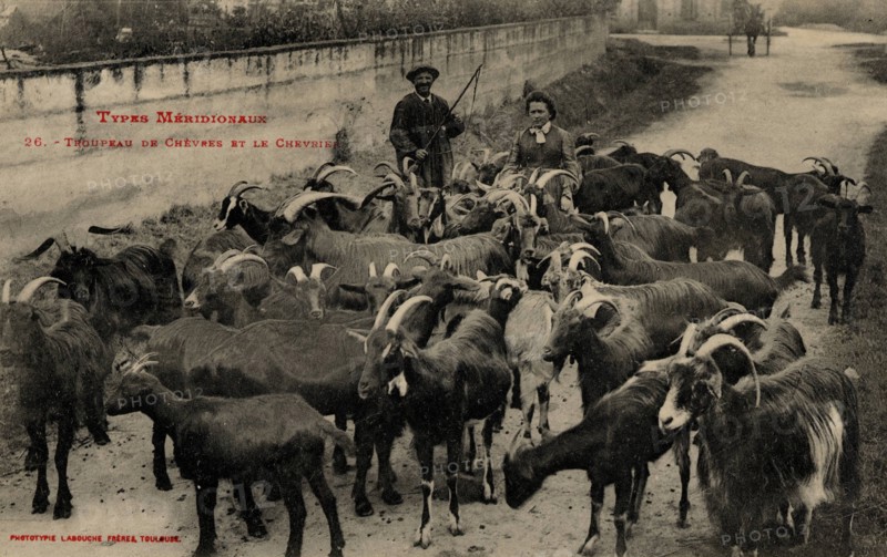 ANIMAUX-CHEVRES