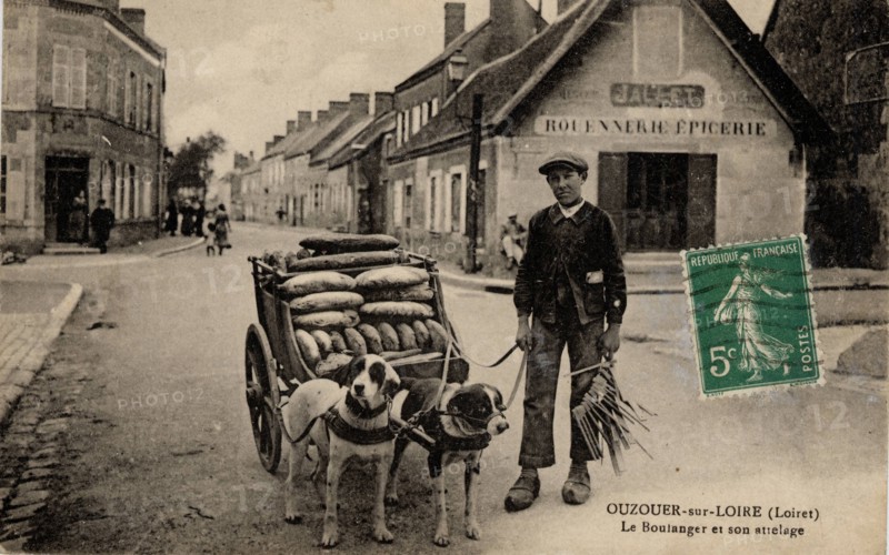 ANIMAUX - CHIENS