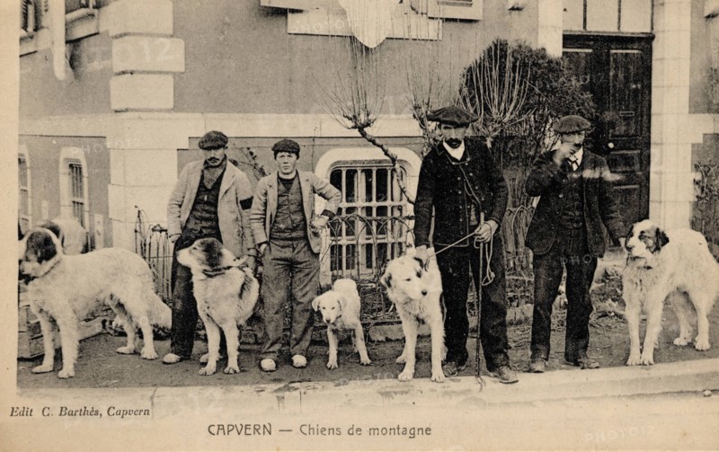 ANIMAUX-CHIENS