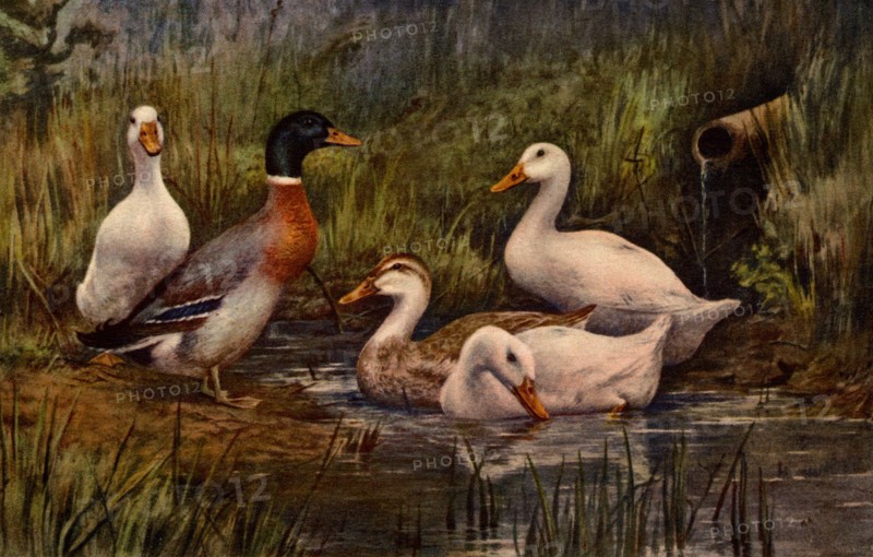 ANIMAUX-CANARDS