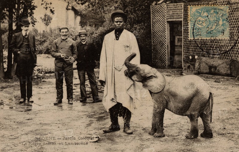 ANIMALS-ELEPHANTS