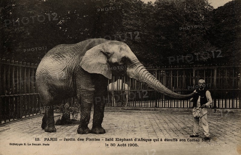 ANIMALS-ELEPHANTS