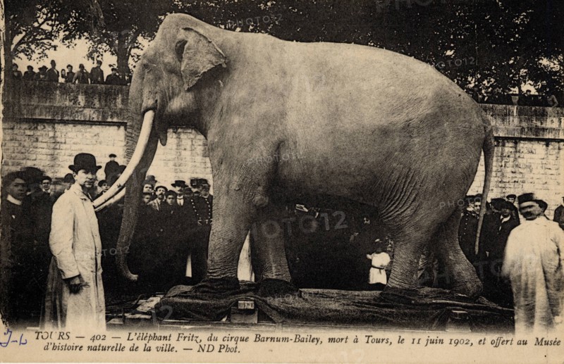 ANIMALS-ELEPHANTS