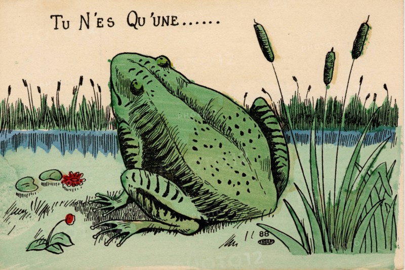 ANIMAUX-GRENOUILLES