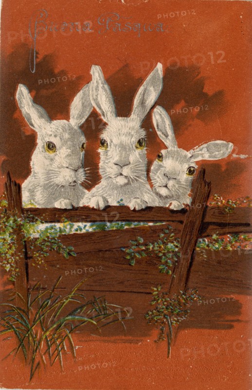 ANIMALS- RABBITS