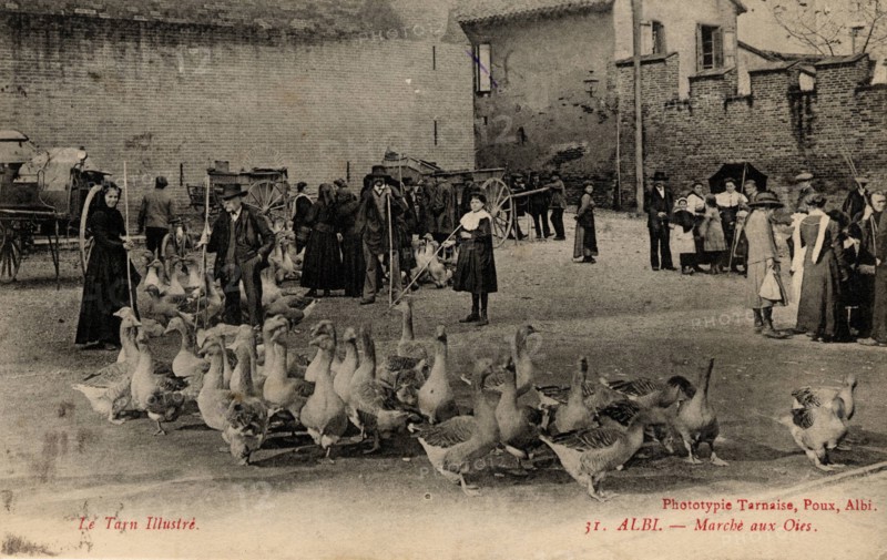 Albi