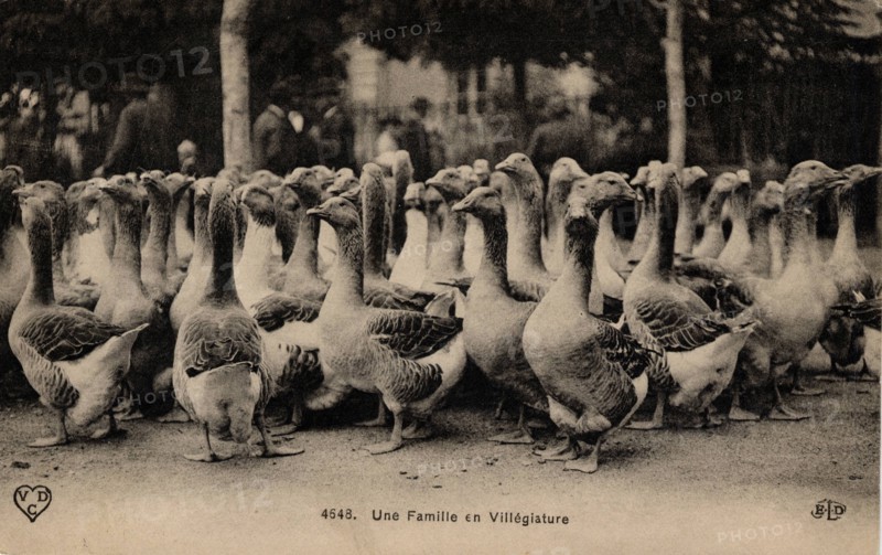 Flock of birds