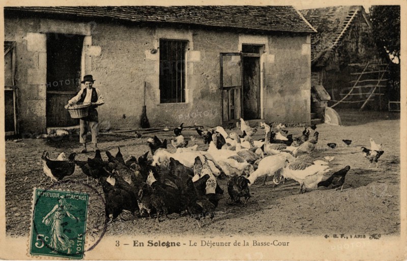 ANIMALS-CHICKENS