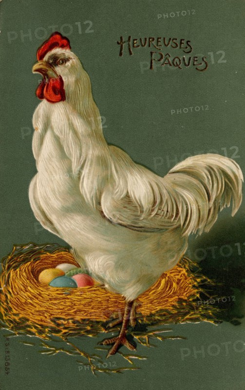 ANIMALS-CHICKENS