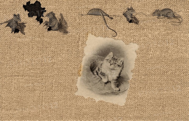ANIMALS