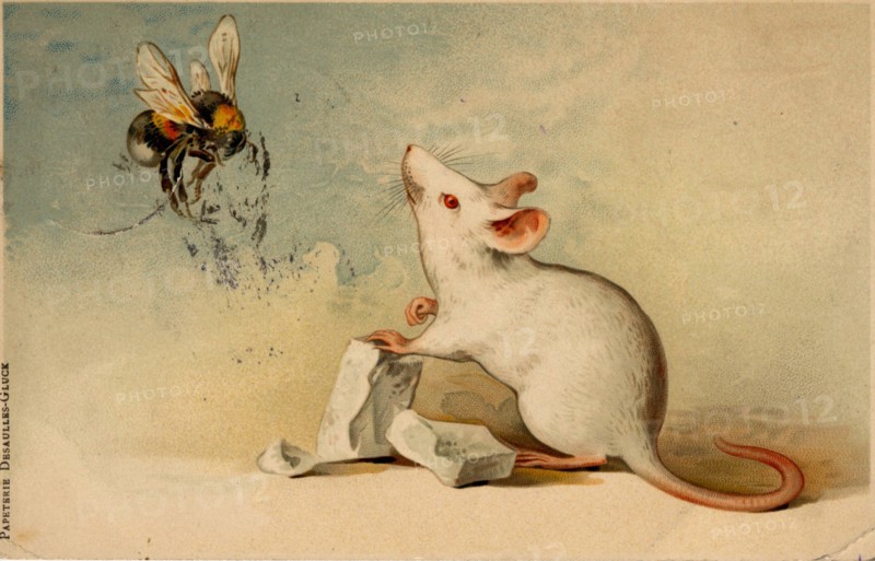 ANIMALS-MICE