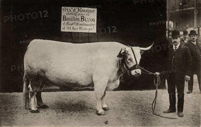 ANIMAUX-VACHES