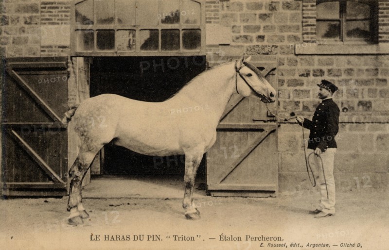 HARAS-DU-PIN