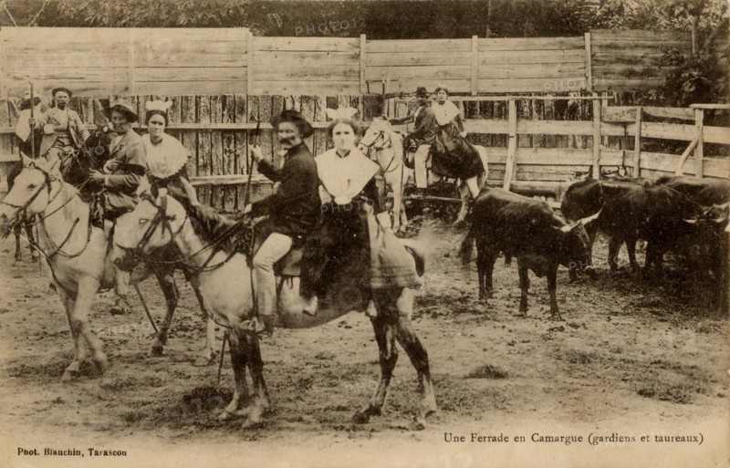 Livestock branding in Camargue ('ferrade')
