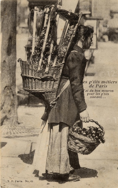 JOBS - PIMPERNEL SELLER