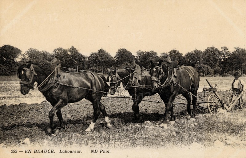 AGRICULTURE