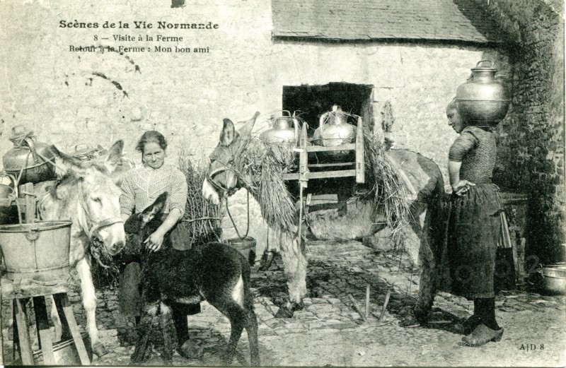 La vie à la ferme en Normandie