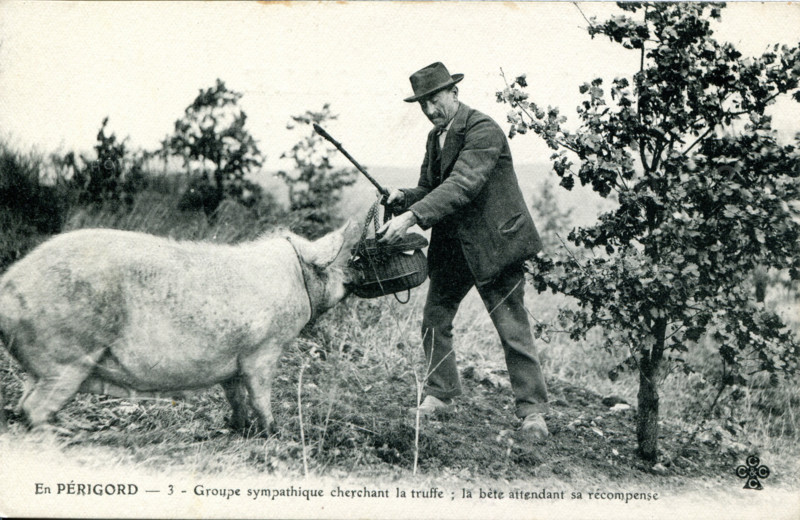 Périgord, truffle hog and its owner