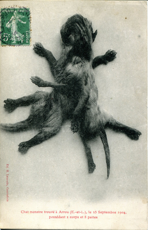 Chat monstre trouvé à Arrou le 25 septembre 1904