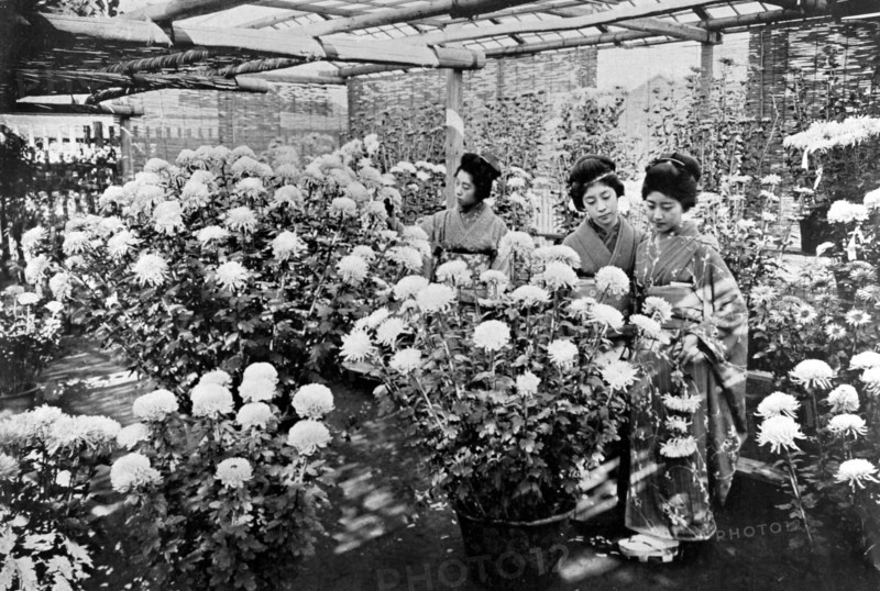 Japon. Une exposition de chrysanthèmes (1907)
