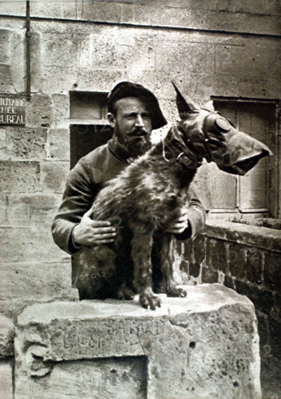 Première Guerre Mondiale. Chien sanitaire coiffé d'un masque à gaz pour le protéger des émanations de gaz