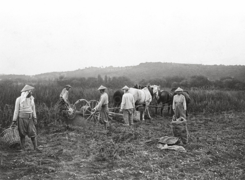 World War I.
Indo-Chinese farm workers in the fields near the front, 1916