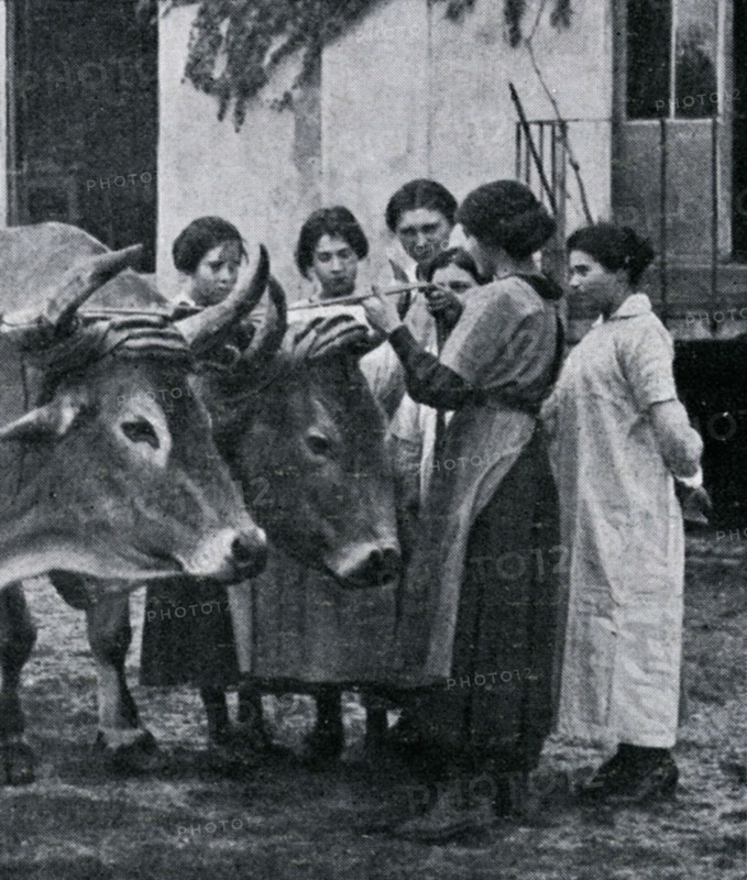 Oxes yoked together at a school farm