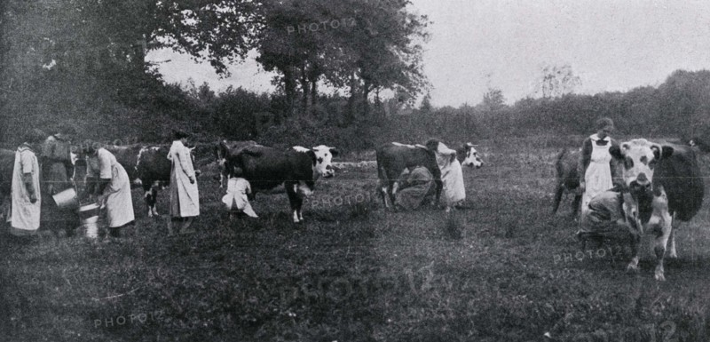 Traite des vaches dans une ferme-école