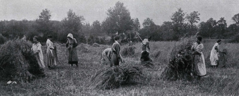 Harvesting at a school farm