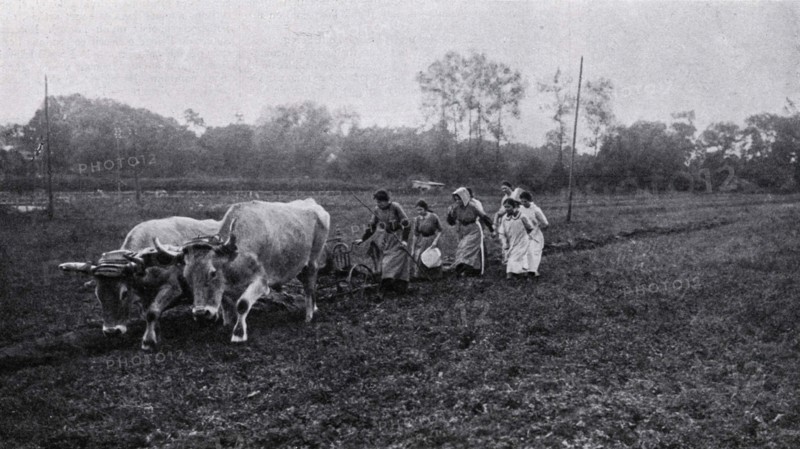 Ploughing at a school farm