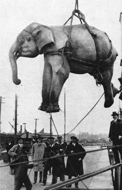 Loading of a white elephant aboard a ship
