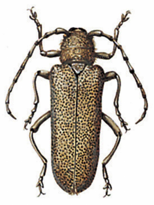 Saperda carcharias