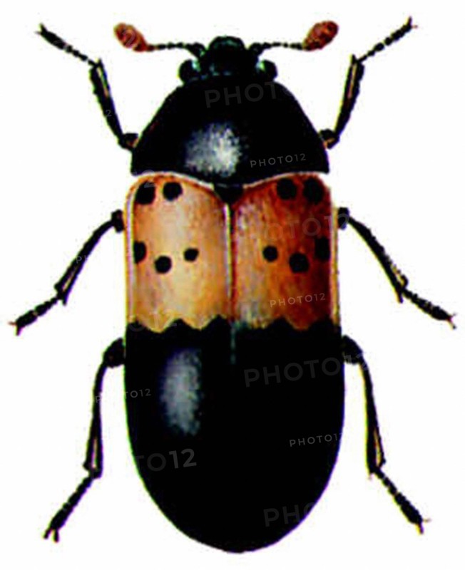 Larder beetle (Dermestes lardarius)
