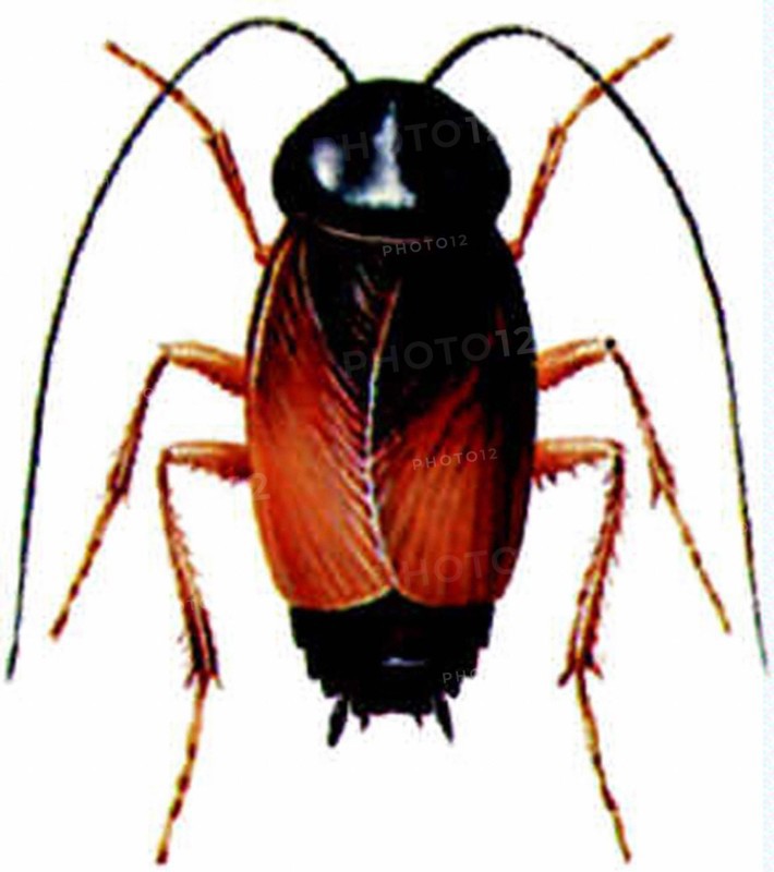 Blatte orientale (Blatta orientalis)