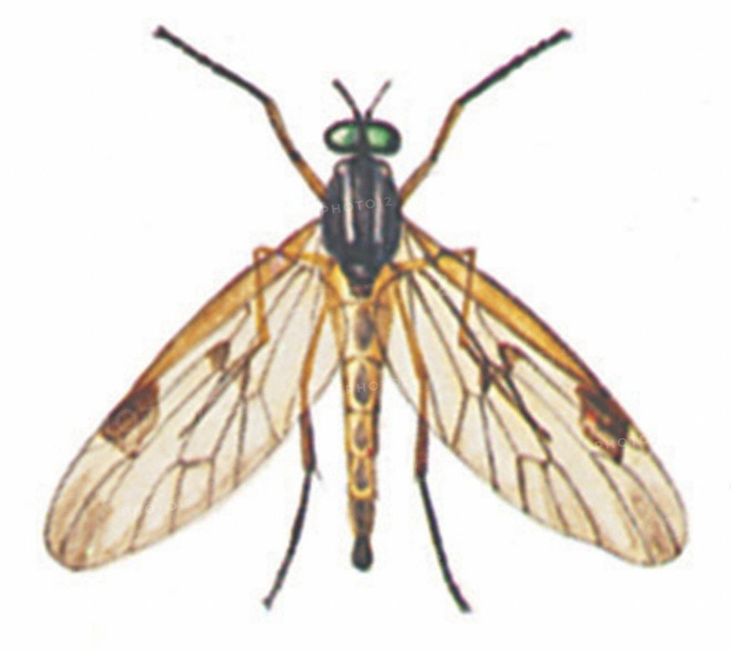 Rhagio scolopacea