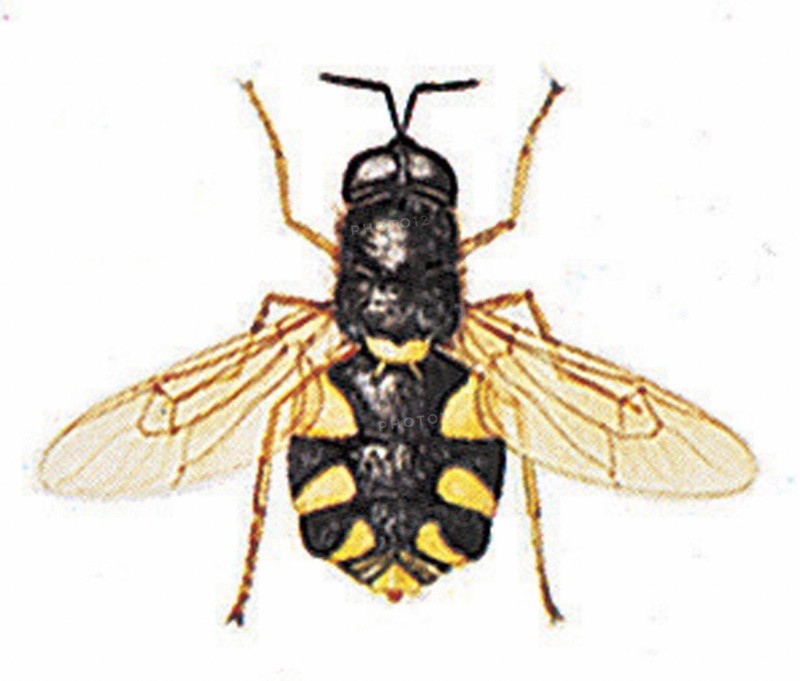 Soliderfly (Stratiomys chamaeleon)