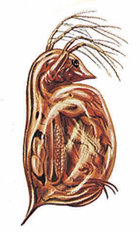 Daphnie, ou puce d'eau (Daphnia pulex)