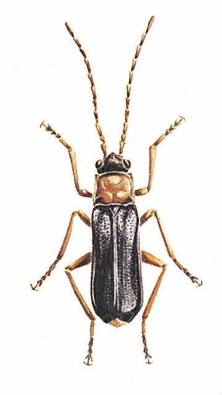 Pygidia denticollis