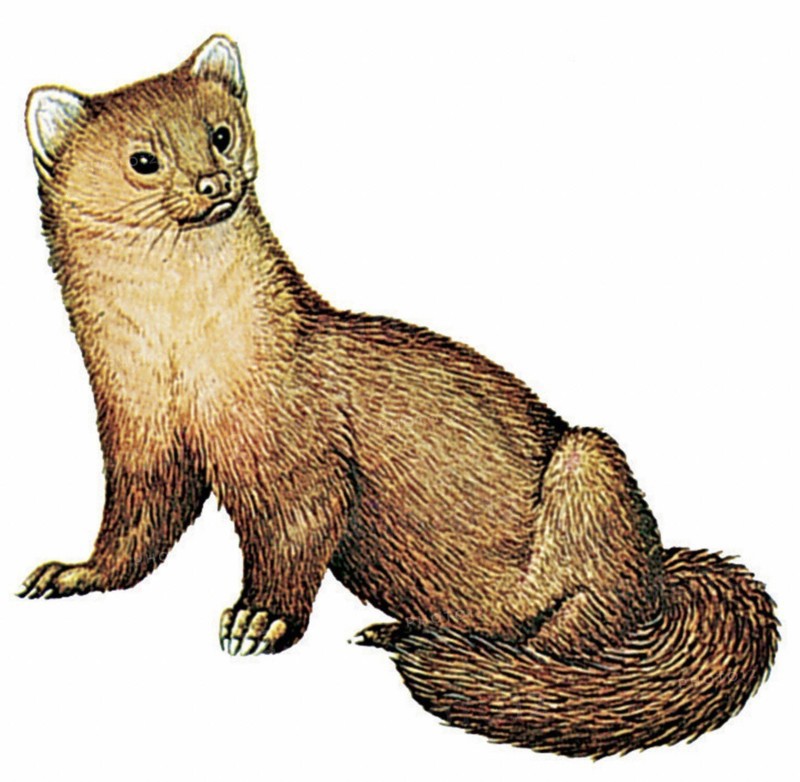 Sable (Martes zibellina)