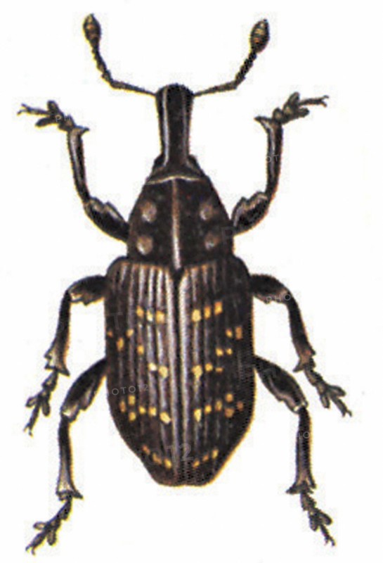 Large pine weevil (Hylobius abietis)