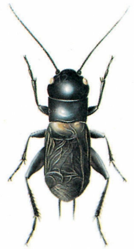 Field cricket (Gryllus campestris)