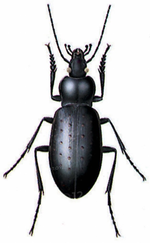 Carabus hortensis